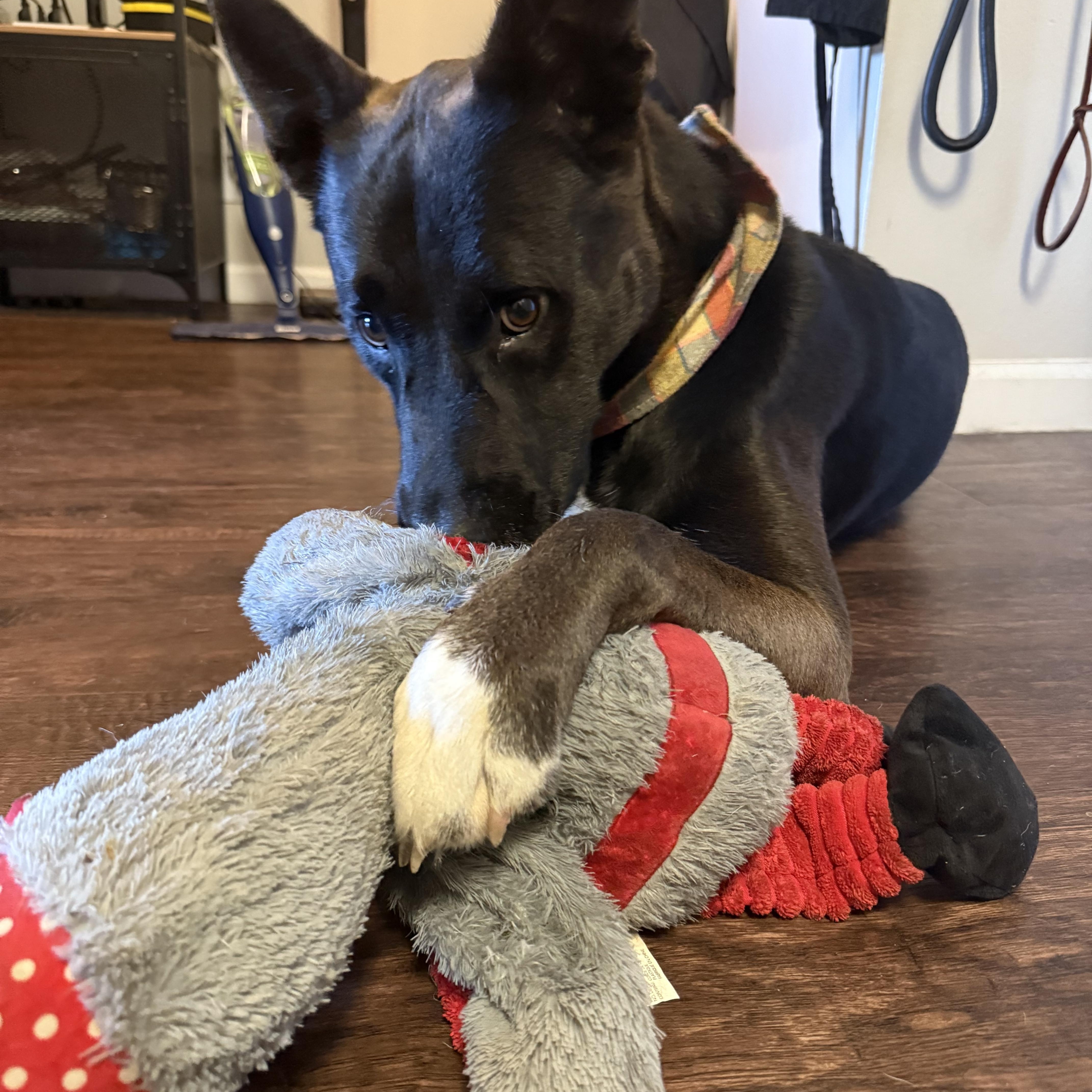 Enlarge Finnley, a Adoptable mixed breed in Tujunga , CA image 2/4