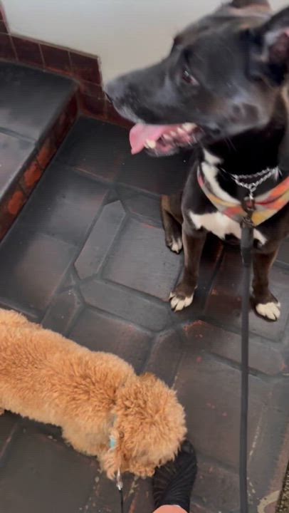 Enlarge Finnley, a Adoptable mixed breed in Tujunga , CA video 3/4