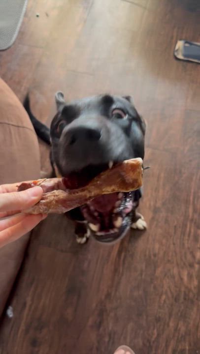 Enlarge Finnley, a Adoptable mixed breed in Tujunga , CA video 4/4