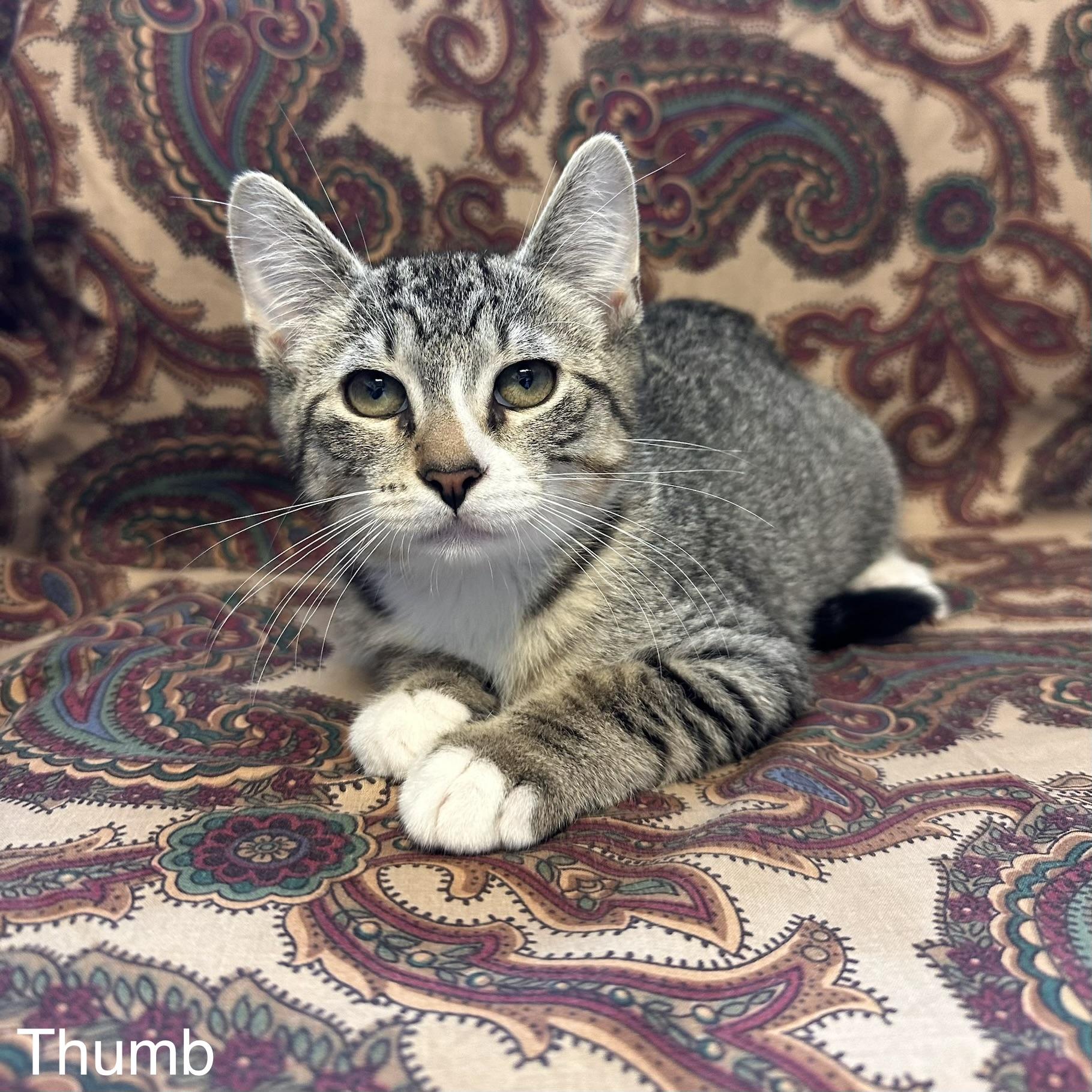 Enlarge Thumb - Phalanges Litter, a Adopted Domestic Short Hair in East Northport, NY image 1/1