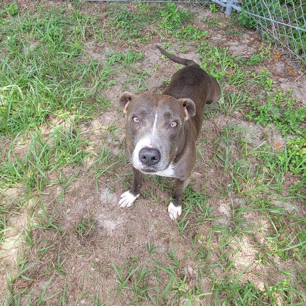Emma, Adoptable, Adult Female Mixed Breed.