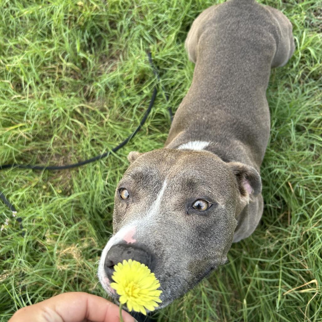 Emma, a Adoptable Mixed Breed in Lake Panasoffkee, FL image 2/5