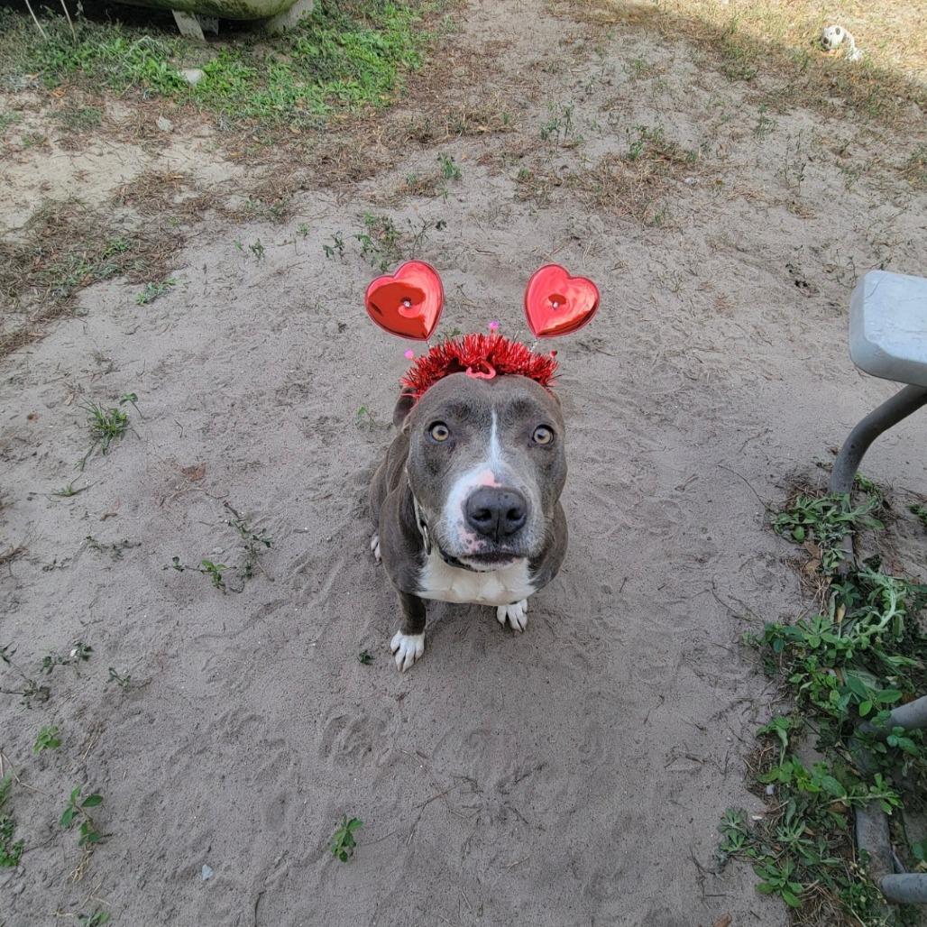 Emma, Adoptable, Adult Female Mixed Breed.