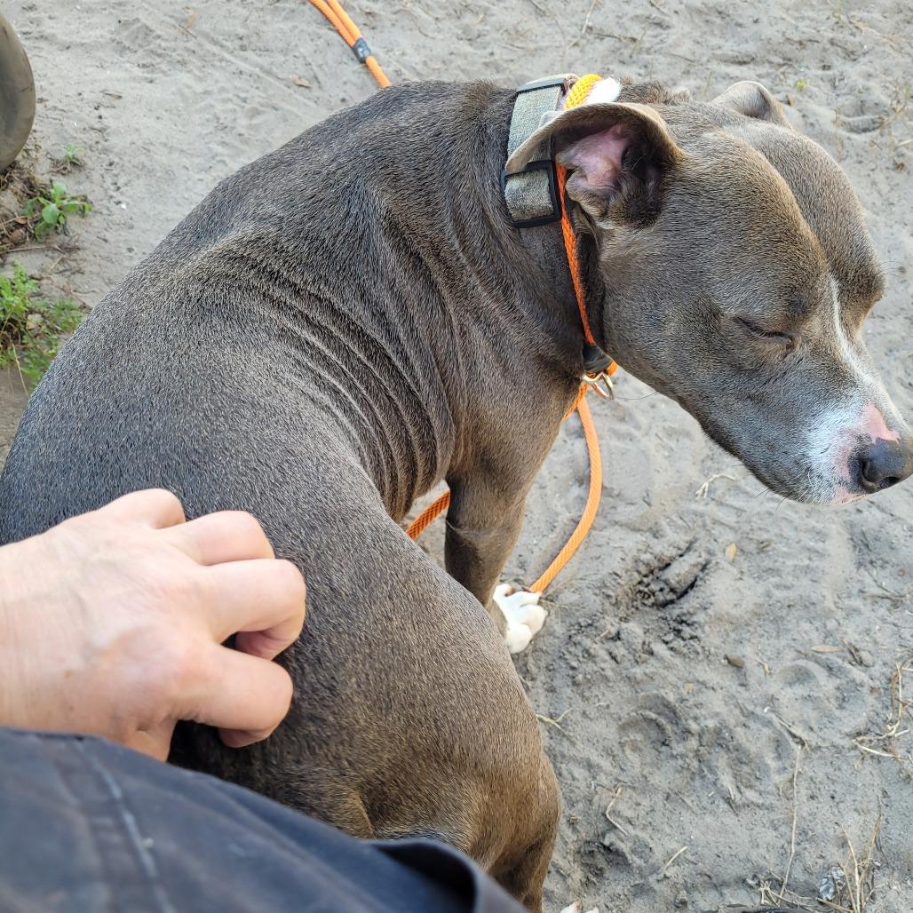 Emma, a Adoptable Mixed Breed in Lake Panasoffkee, FL image 3/5