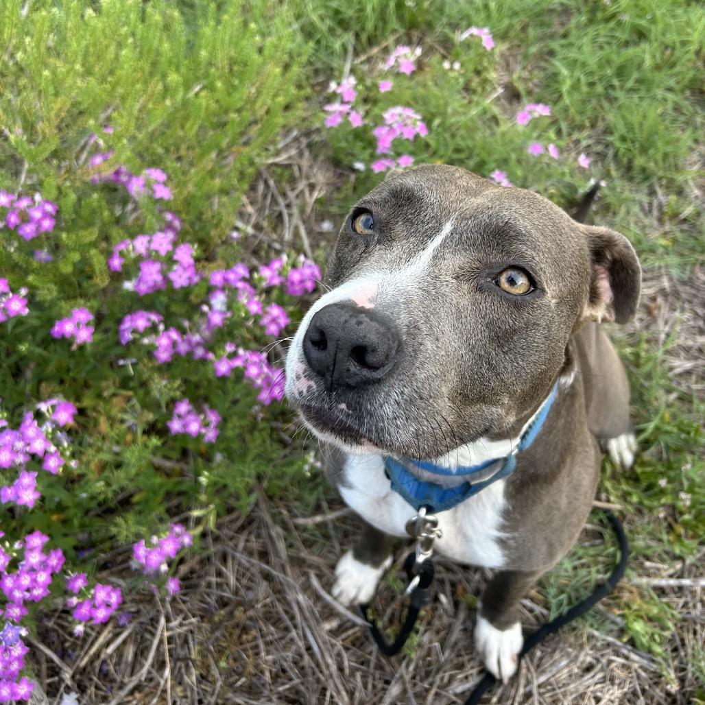 Emma, a Adoptable Mixed Breed in Lake Panasoffkee, FL image 2/4