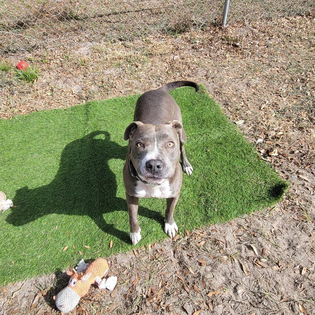 Emma, a Adoptable Mixed Breed in Lake Panasoffkee, FL image 3/4