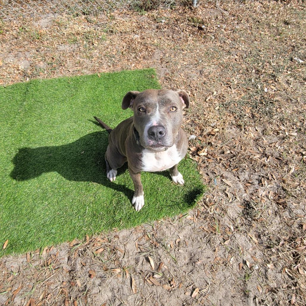 Emma, a Adoptable Mixed Breed in Lake Panasoffkee, FL image 4/4