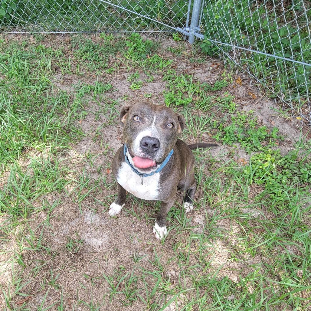 Emma, a Adoptable Mixed Breed in Lake Panasoffkee, FL image 5/5