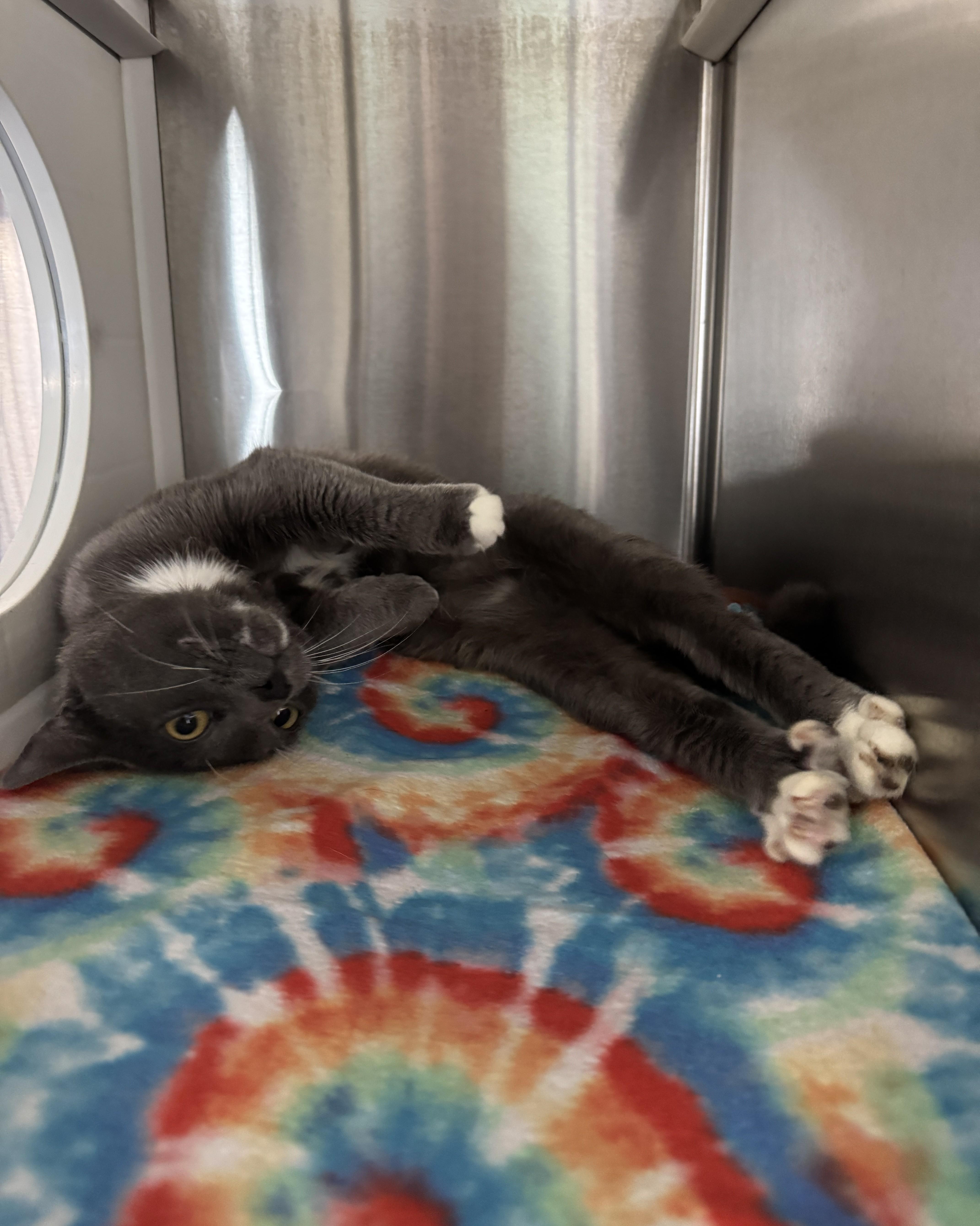 Enlarge Guppy, an adopted Domestic Short Hair in Seneca, PA image 4/5