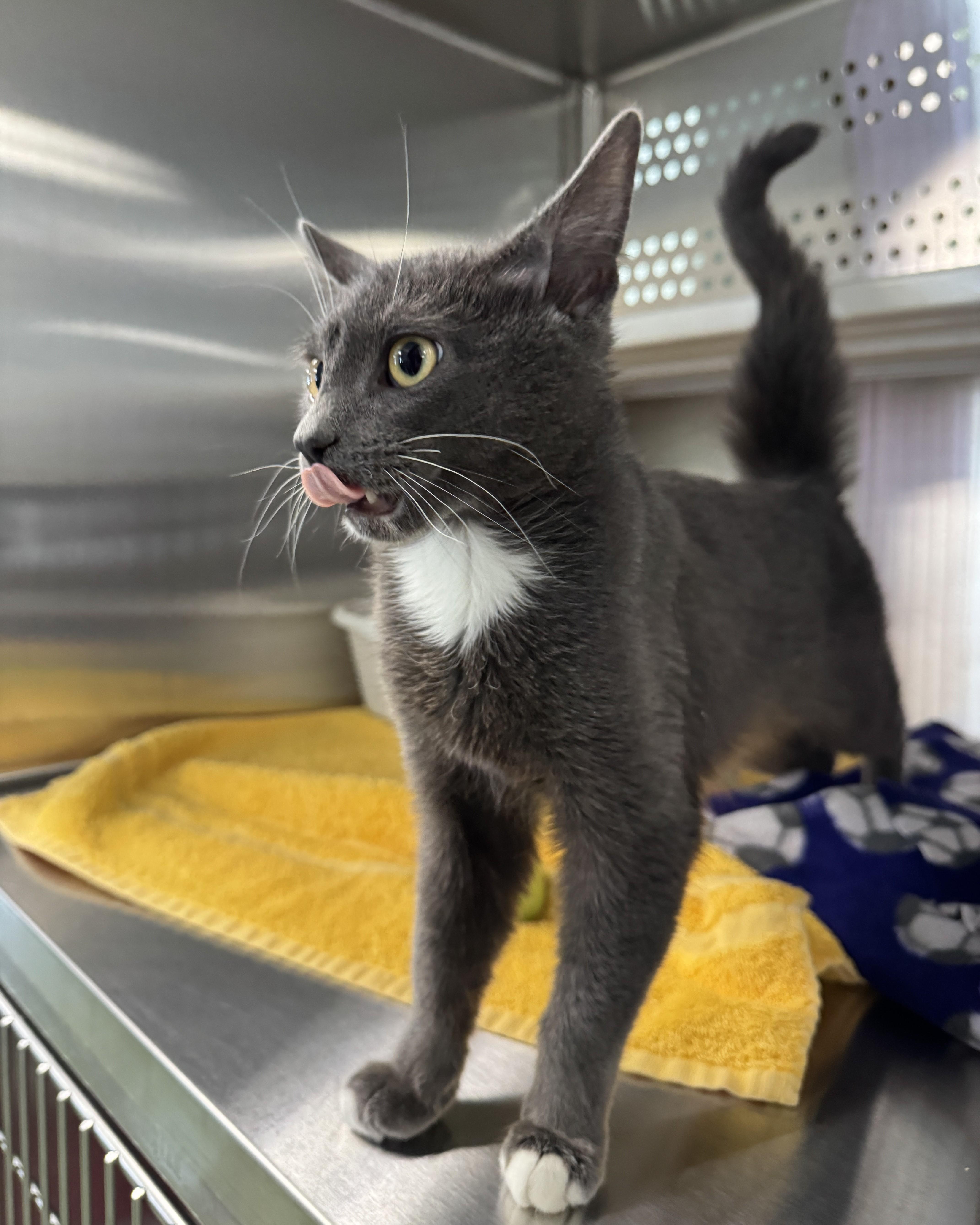 Enlarge Guppy, an adopted Domestic Short Hair in Seneca, PA image 3/5