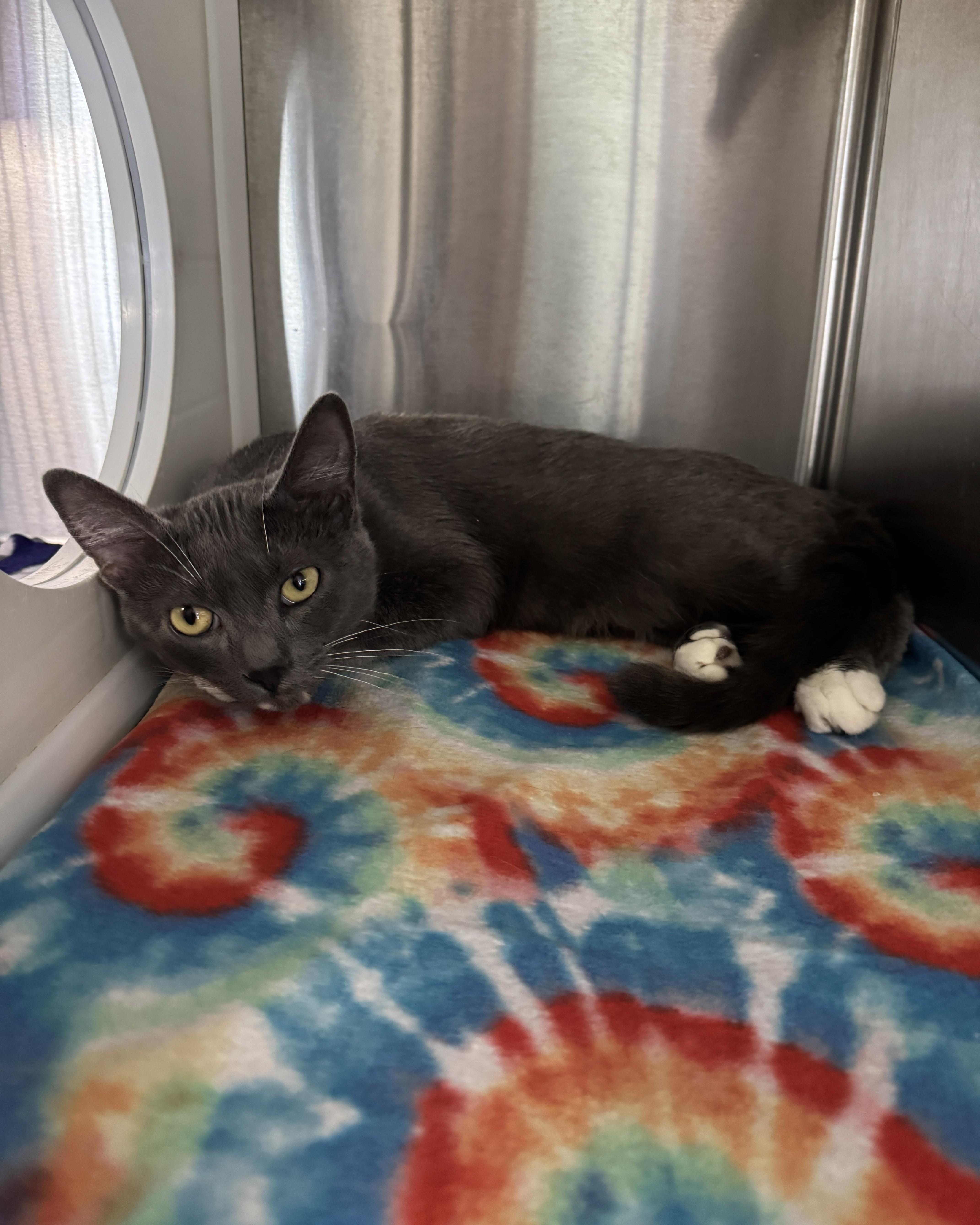 Enlarge Guppy, an adopted Domestic Short Hair in Seneca, PA image 5/5