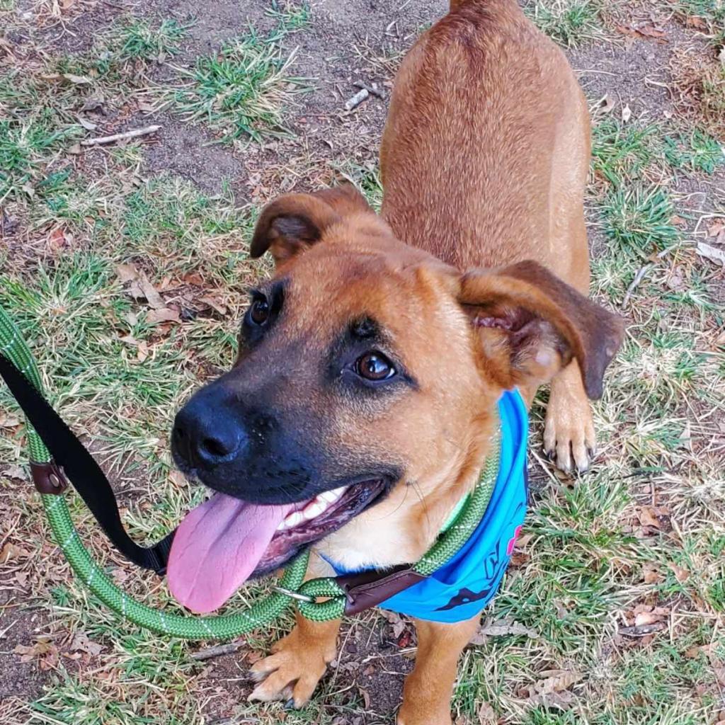 Dog for adoption Red CM, a German Shepherd Dog Mix in Eau Claire, WI