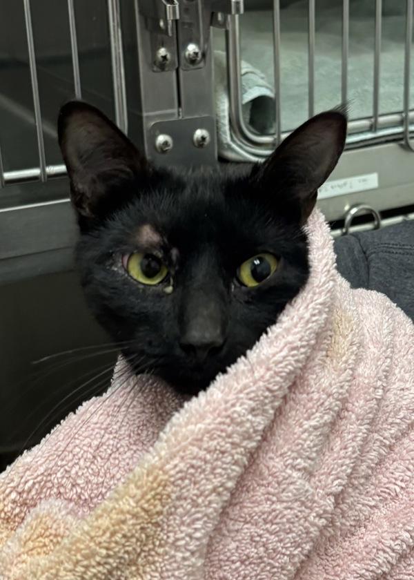 Enlarge Sidney, a Adoptable mixed breed in Silverdale, WA image 2/2