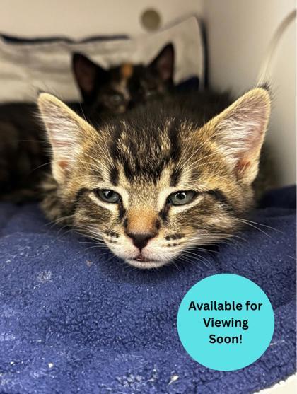 Enlarge Rocky Raccoon, a Adoptable mixed breed in Kalispell, MT image 1/1