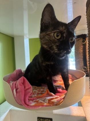 Enlarge Sansa, a Adoptable mixed breed in New Orleans, LA image 1/1