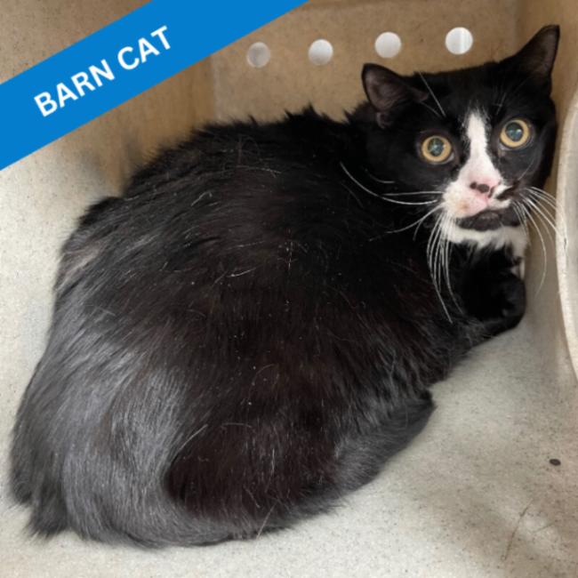 Lil Girl, Adoptable, Senior Female Domestic Short Hair.