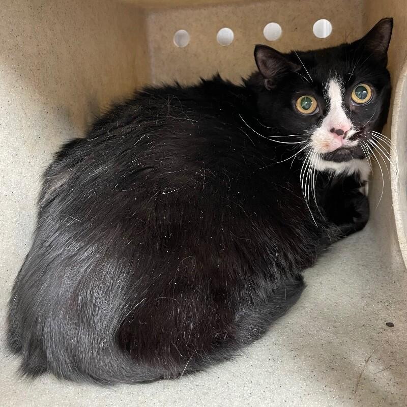 Lil Girl, a Adoptable Domestic Short Hair in Roanoke, VA image 2/2