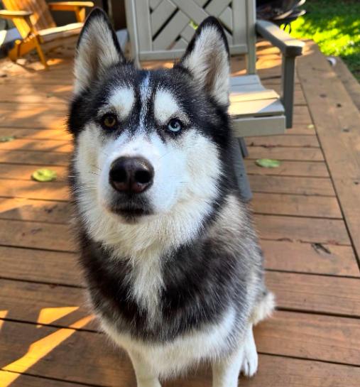 Enlarge Shadow , a ADOPTABLE Siberian Husky in Jupiter, FL image 3/3