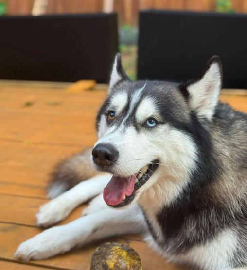 Shadow , ADOPTABLE, Adult Male Siberian Husky.
