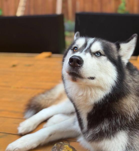 Enlarge Shadow , a ADOPTABLE Siberian Husky in Jupiter, FL image 2/3