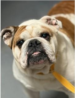 Enlarge Snubbull, a ADOPTABLE English Bulldog in Ashland, VA image 1/3