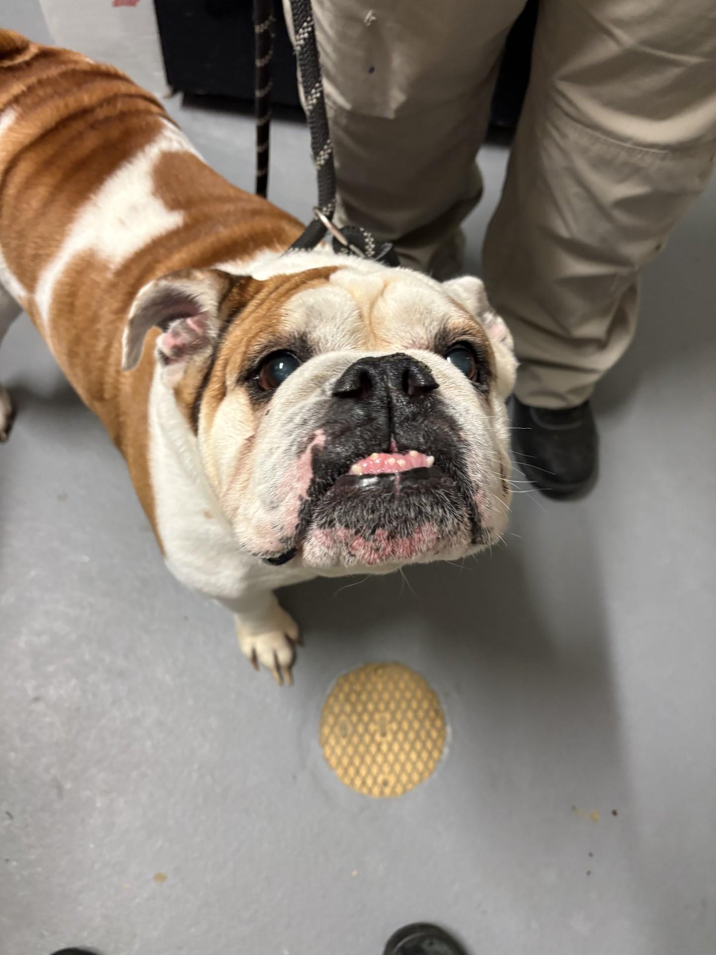 Enlarge Snubbull, a ADOPTABLE English Bulldog in Ashland, VA image 3/3