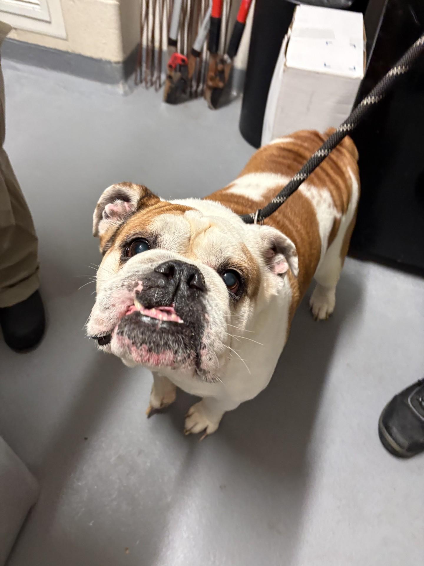 Enlarge Snubbull, a ADOPTABLE English Bulldog in Ashland, VA image 2/3