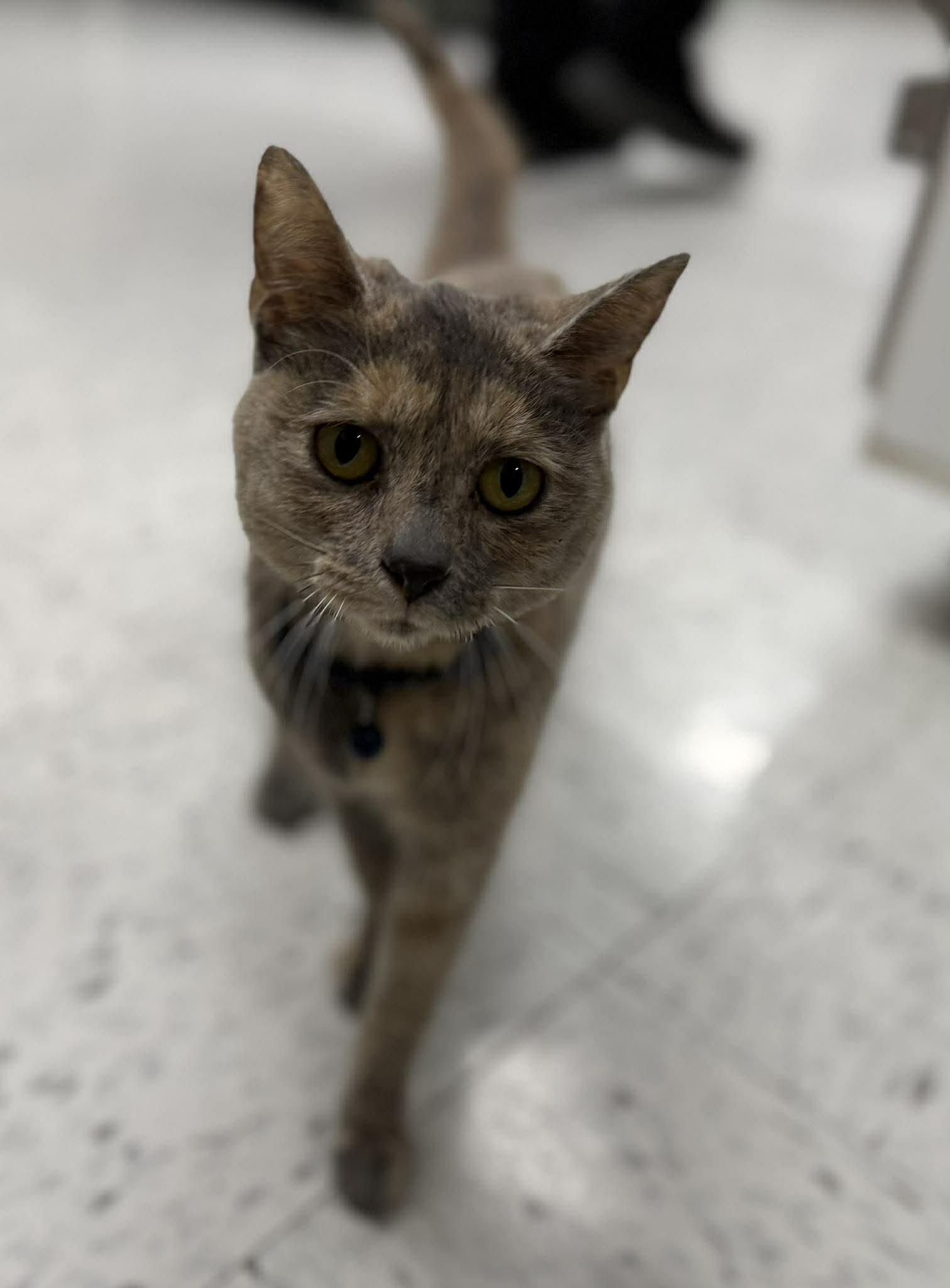 Enlarge Bells, an adopted Domestic Short Hair in Leitchfield, KY image 3/3