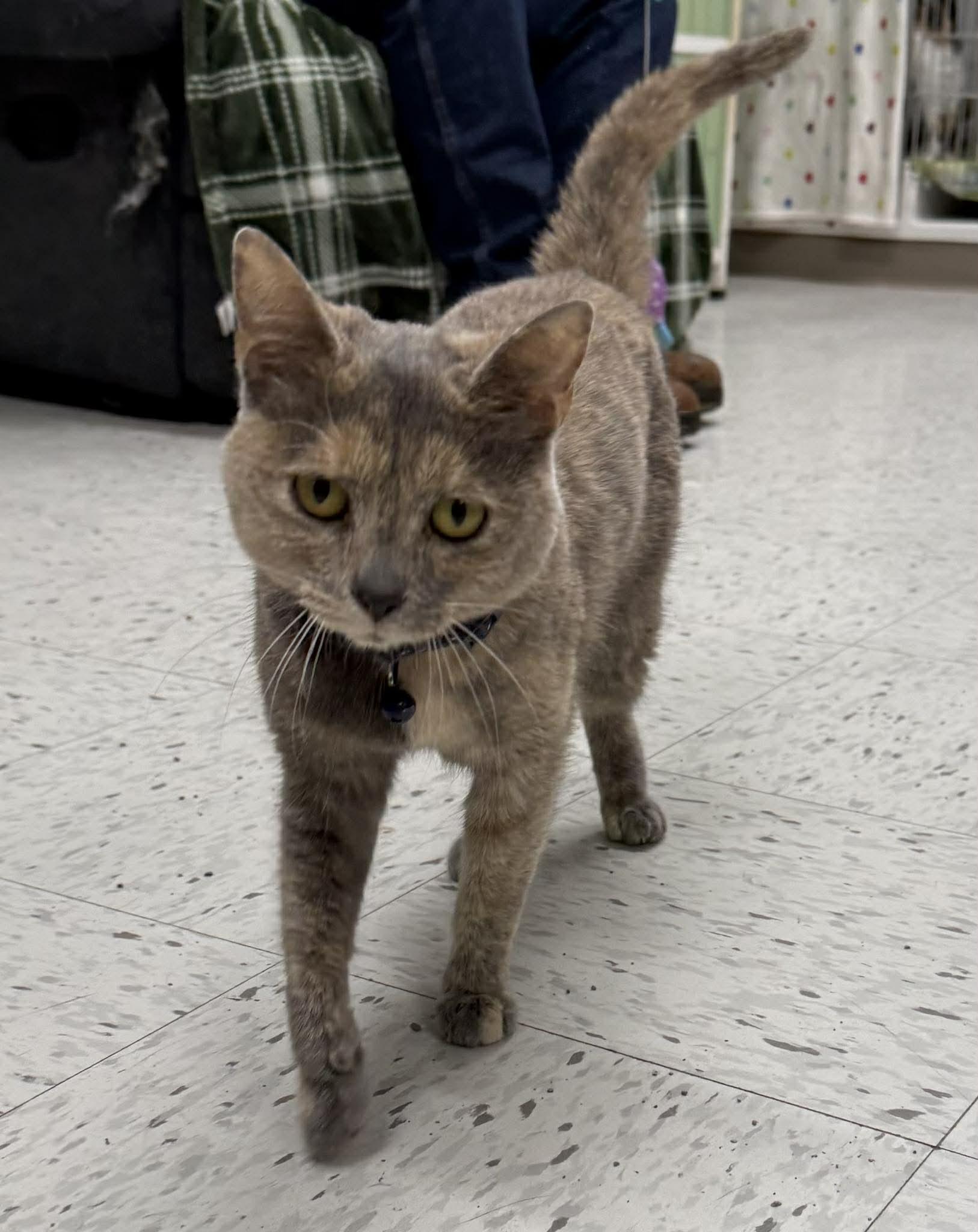 Enlarge Bells, an adopted Domestic Short Hair in Leitchfield, KY image 1/3