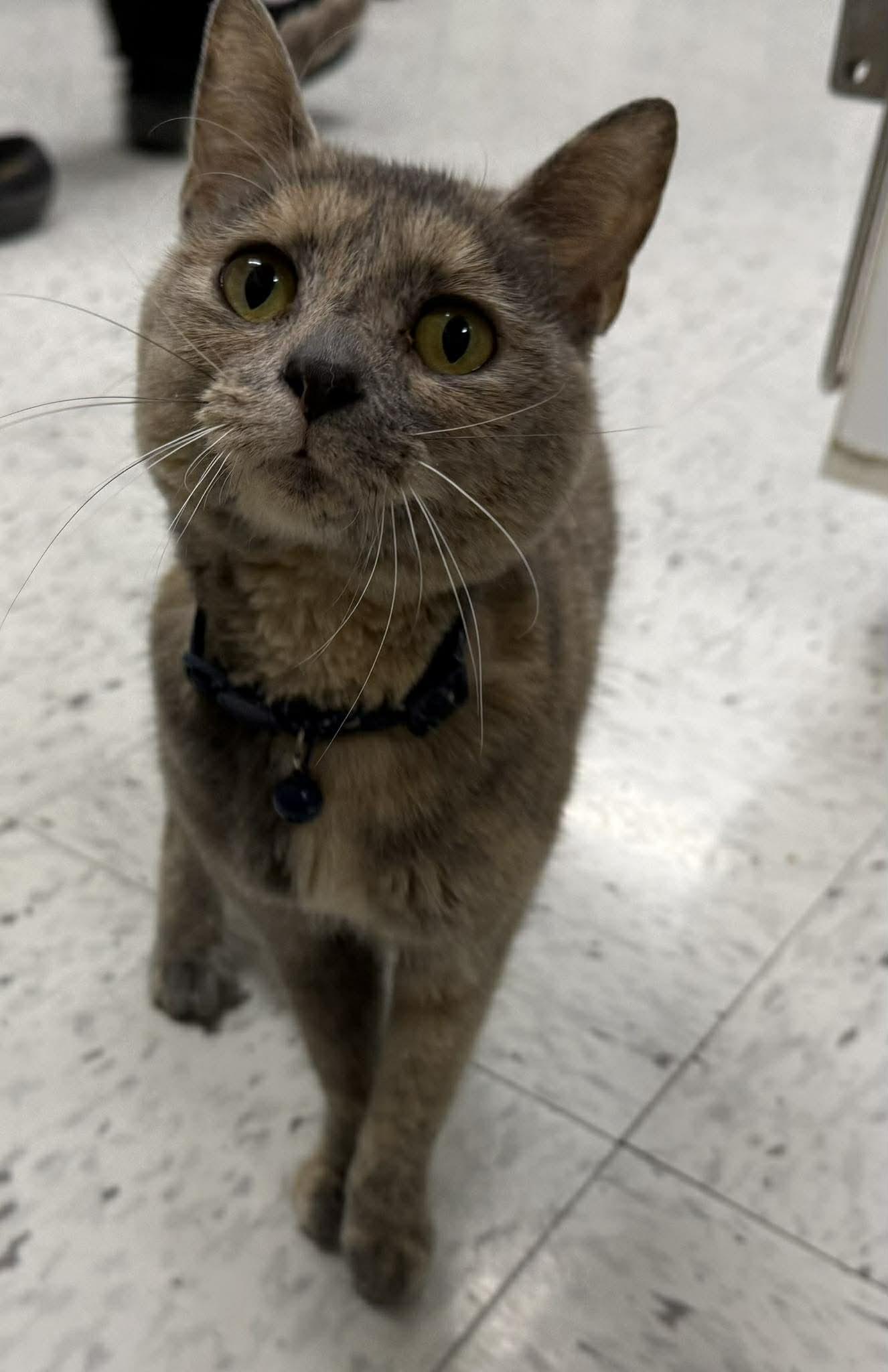 Enlarge Bells, an adopted Domestic Short Hair in Leitchfield, KY image 2/3