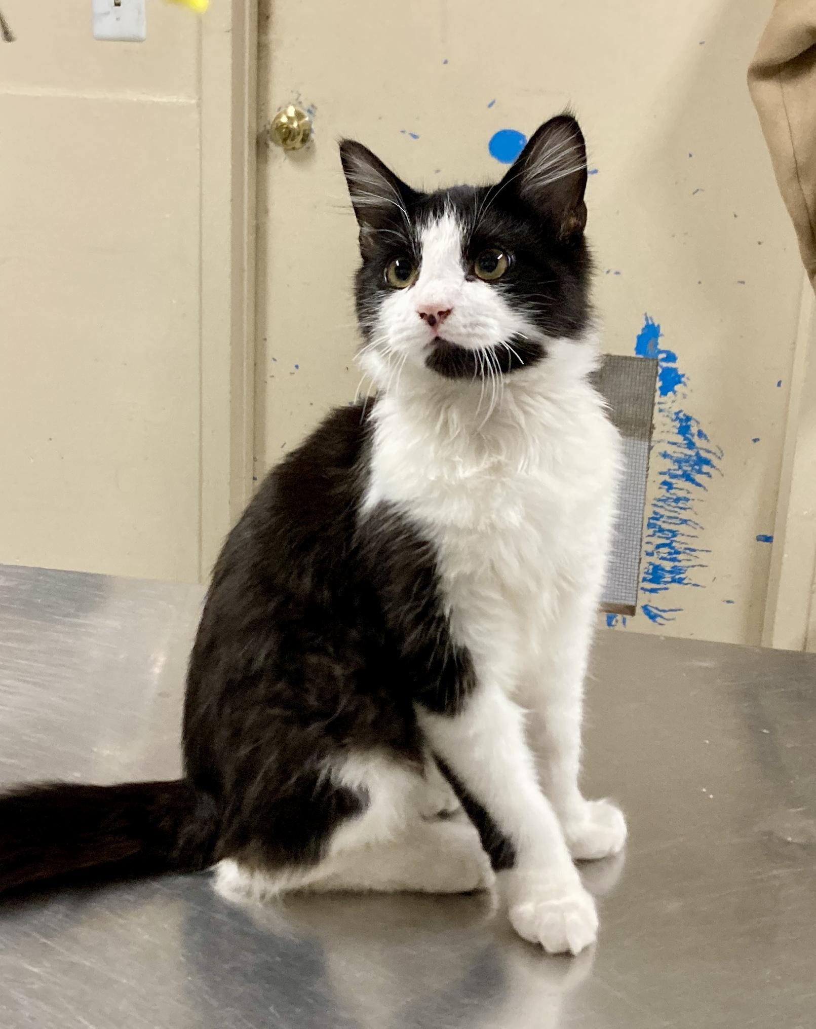 Enlarge Poe, an adopted mixed breed in Camp Pendleton, CA image 1/6