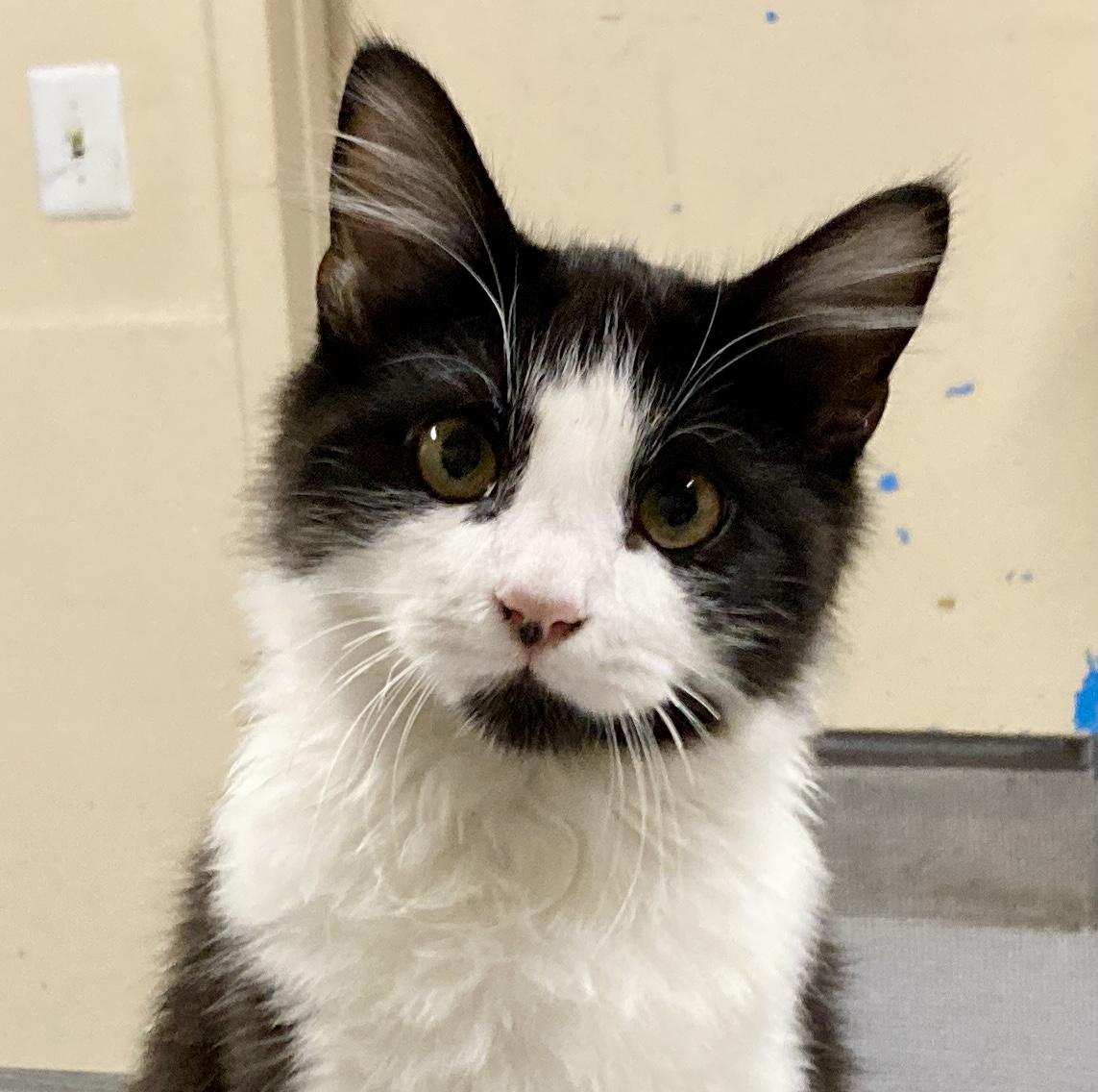 Enlarge Poe, an adopted mixed breed in Camp Pendleton, CA image 2/6