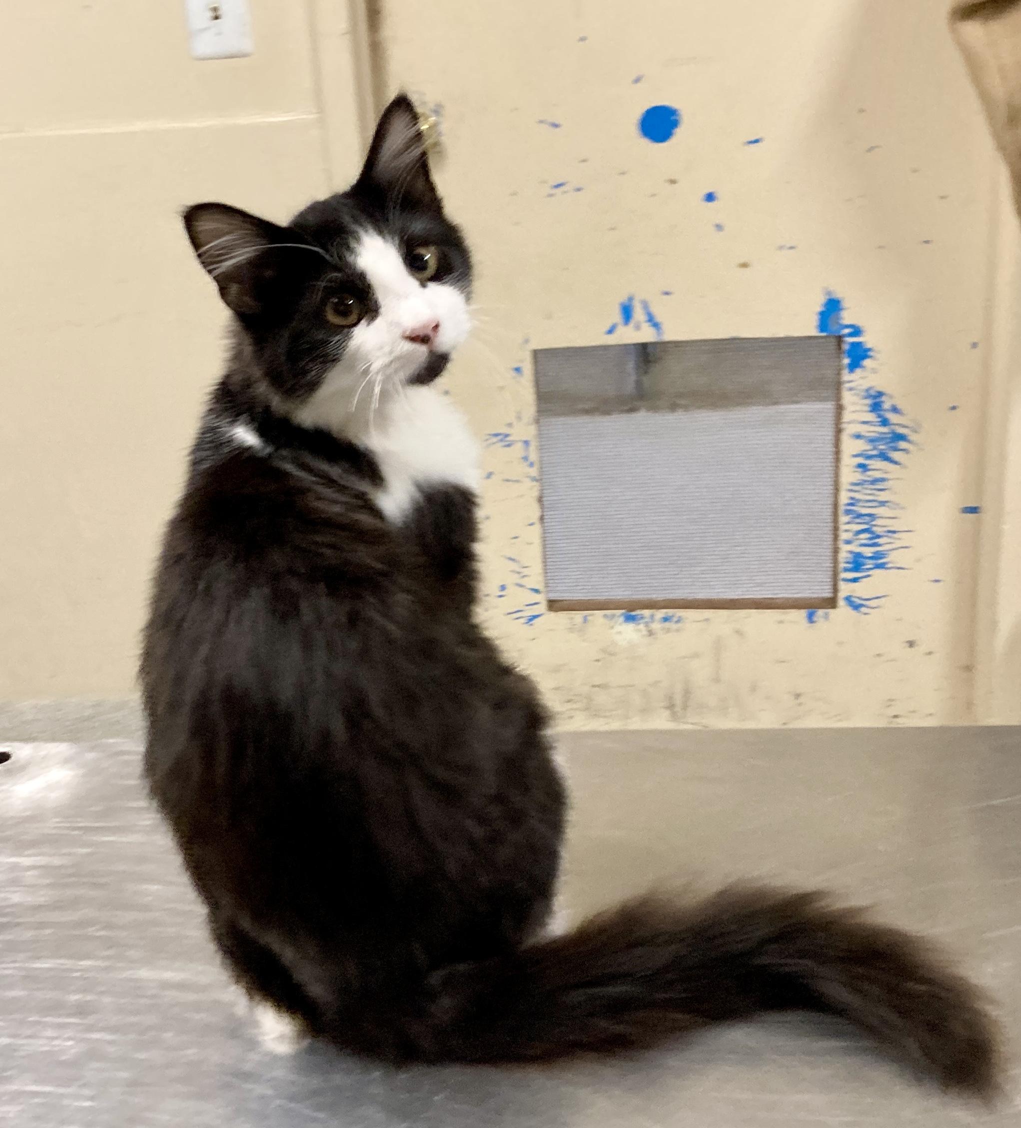 Enlarge Poe, an adopted mixed breed in Camp Pendleton, CA image 3/6