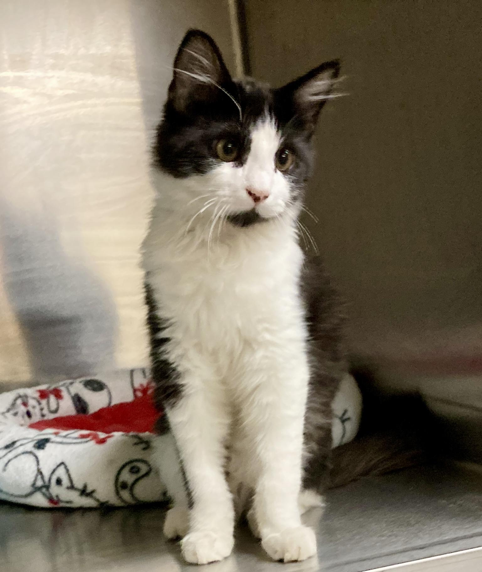 Enlarge Poe, an adopted mixed breed in Camp Pendleton, CA image 4/6