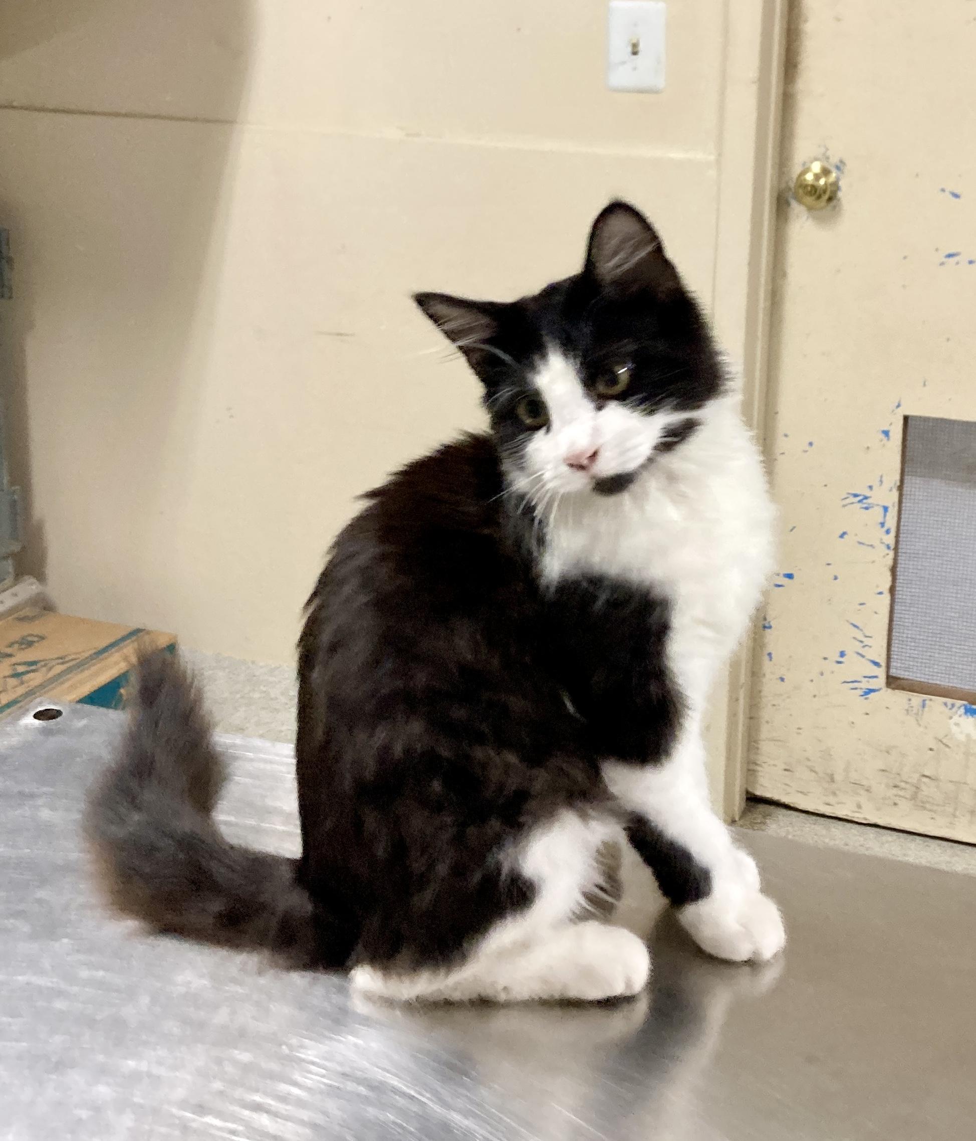 Enlarge Poe, an adopted mixed breed in Camp Pendleton, CA image 5/6