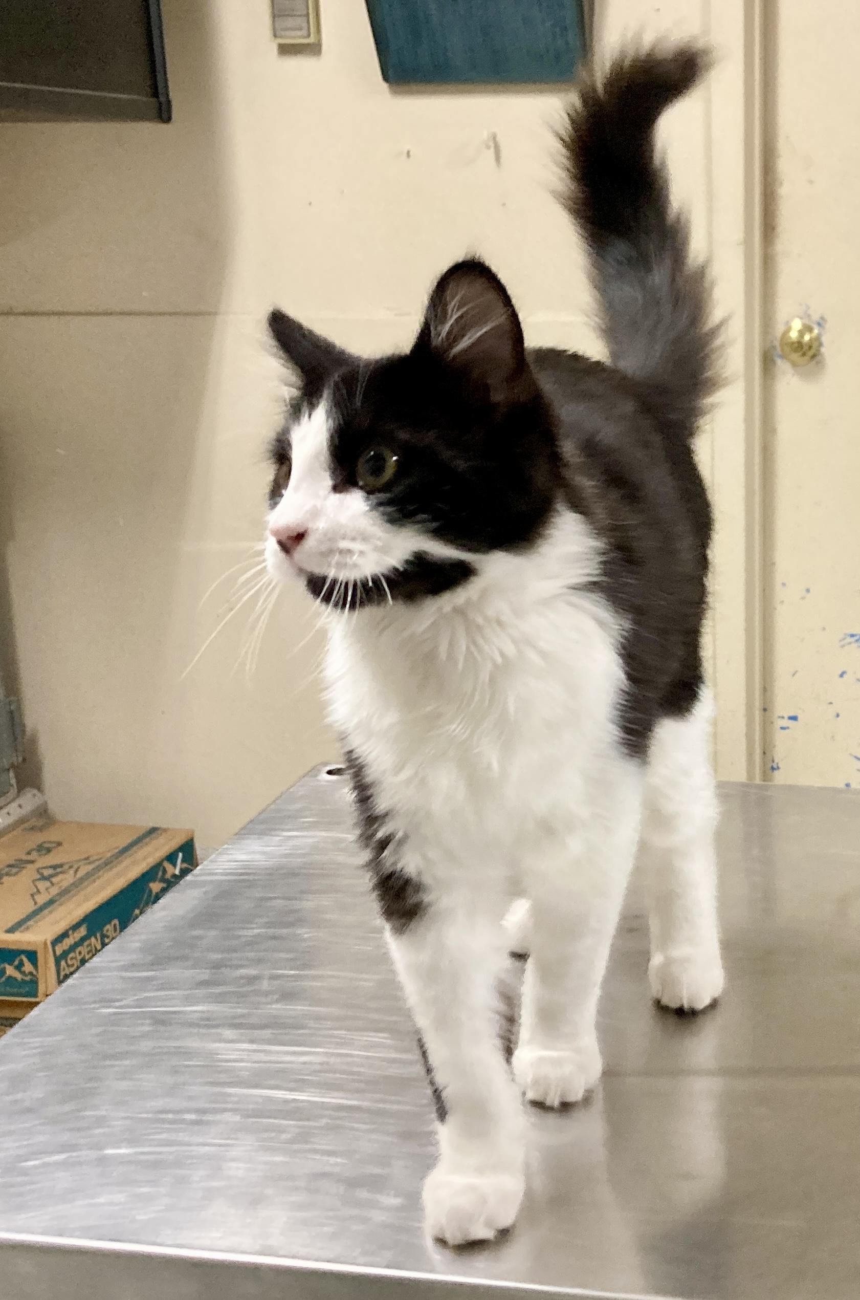 Enlarge Poe, an adopted mixed breed in Camp Pendleton, CA image 6/6