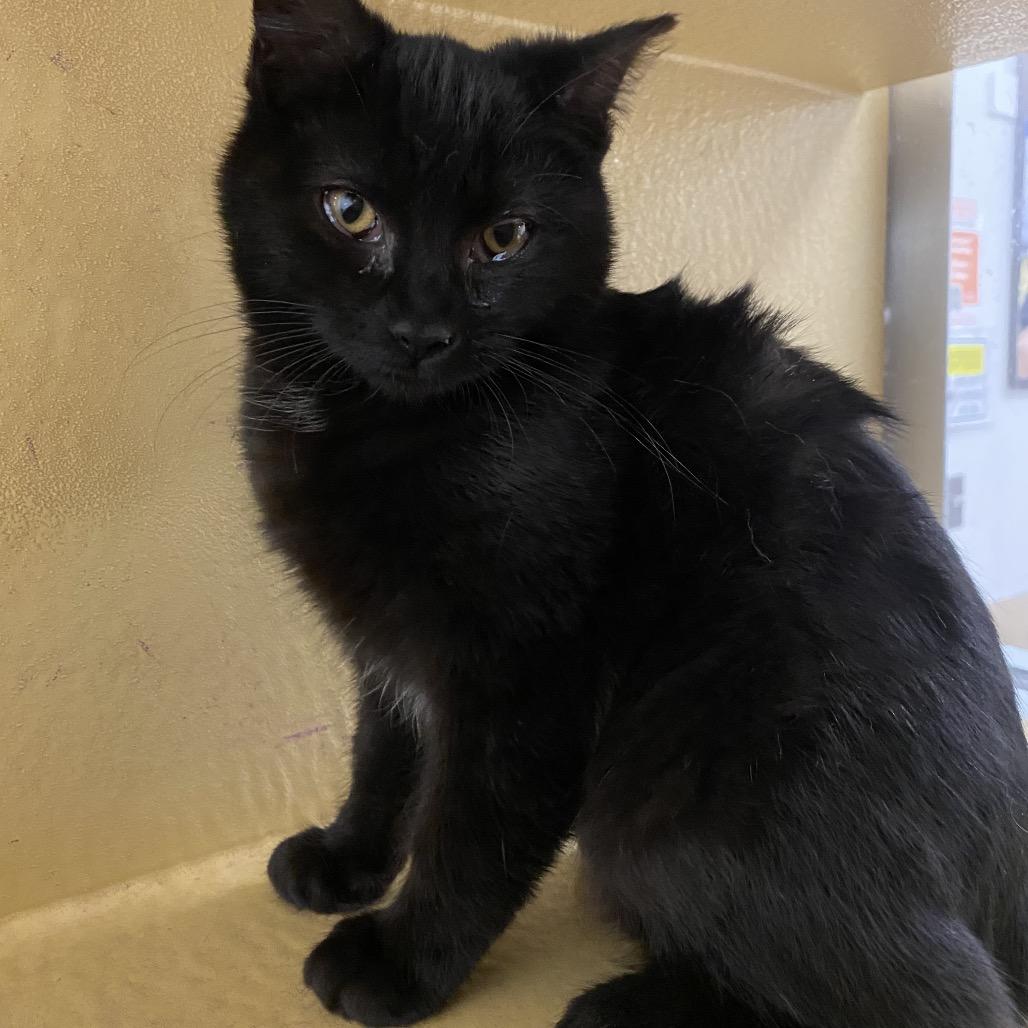 Enlarge Monica, a Adoptable Domestic Short Hair in Spokane, WA image 1/3