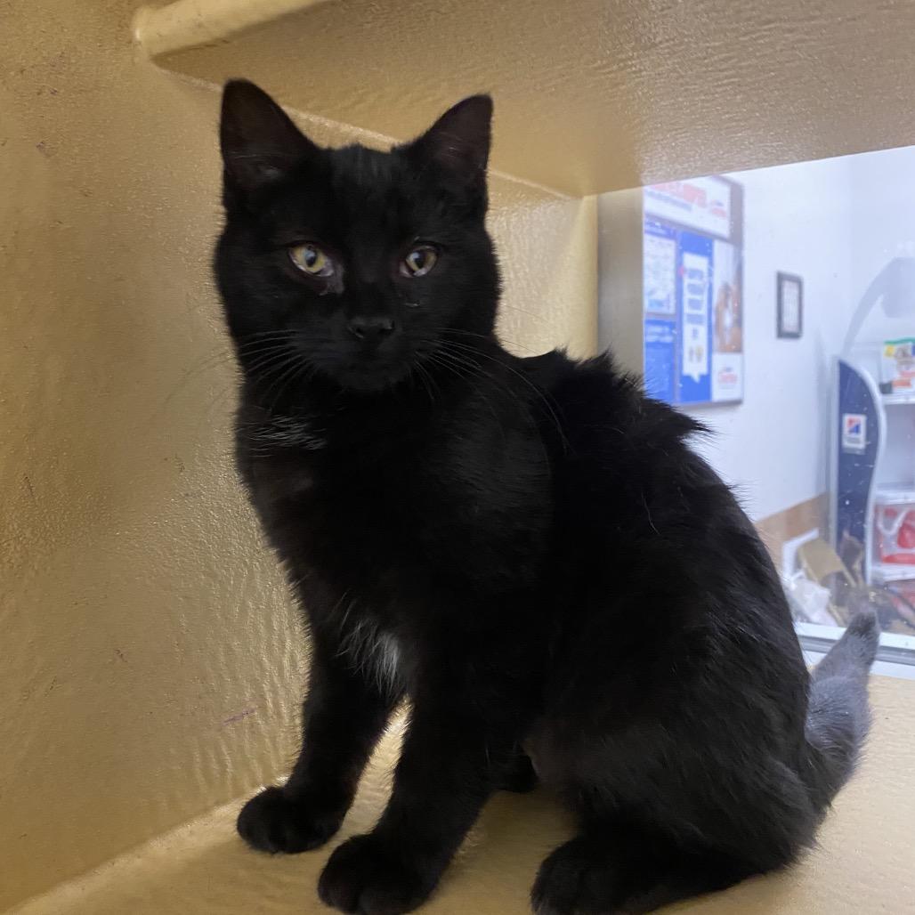 Enlarge Monica, a Adoptable Domestic Short Hair in Spokane, WA image 2/3