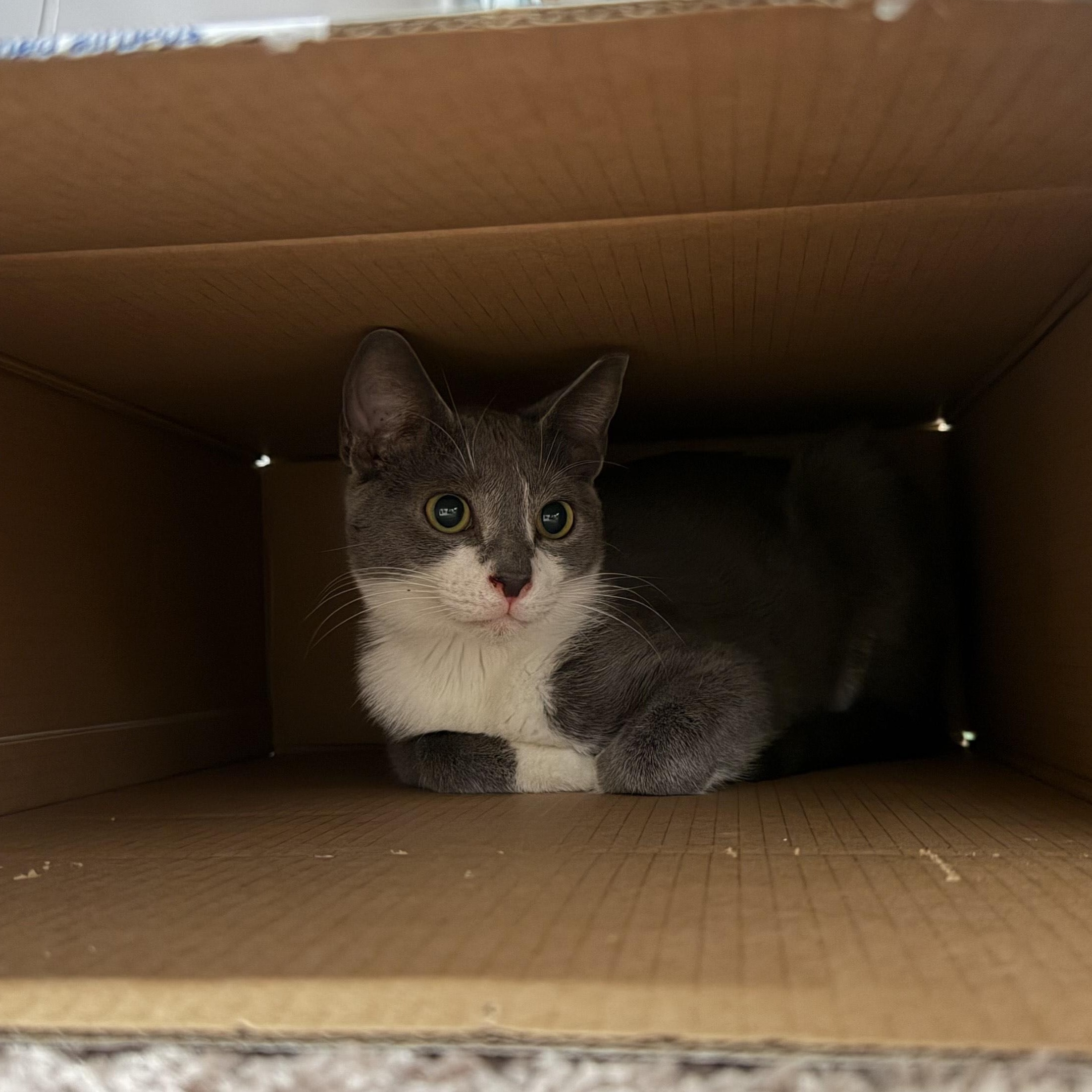 Enlarge Echo, a ADOPTABLE Domestic Short Hair in Beaufort, SC image 4/5