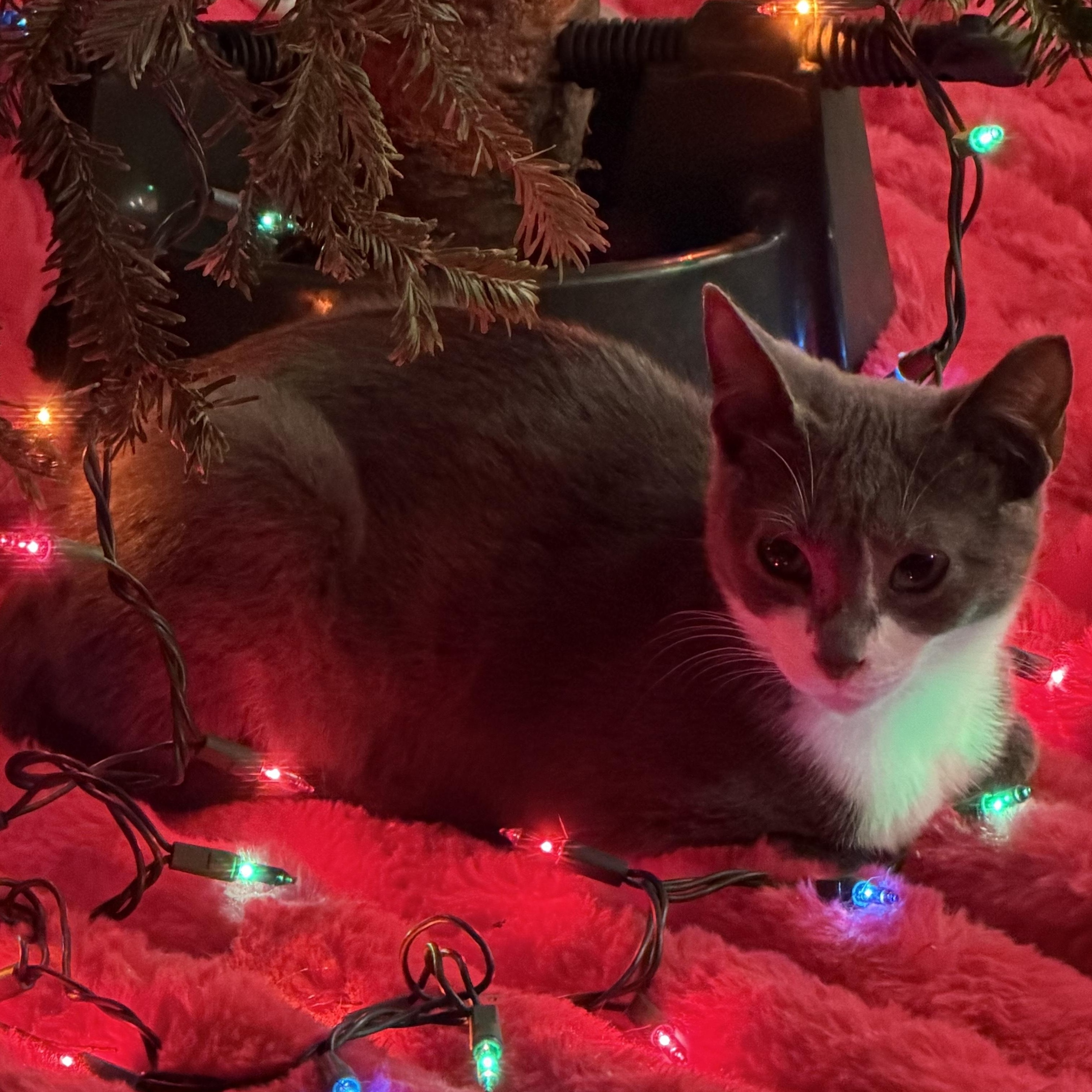 Enlarge Echo, a ADOPTABLE Domestic Short Hair in Beaufort, SC image 5/5