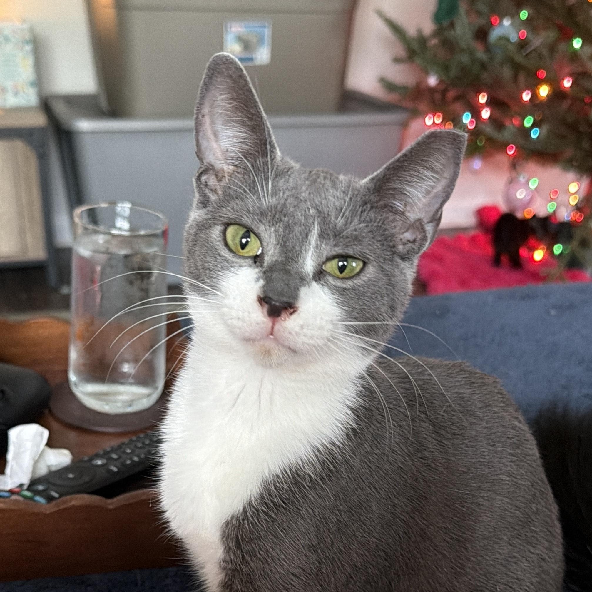 Echo, ADOPTABLE, Kitten Male Domestic Short Hair.