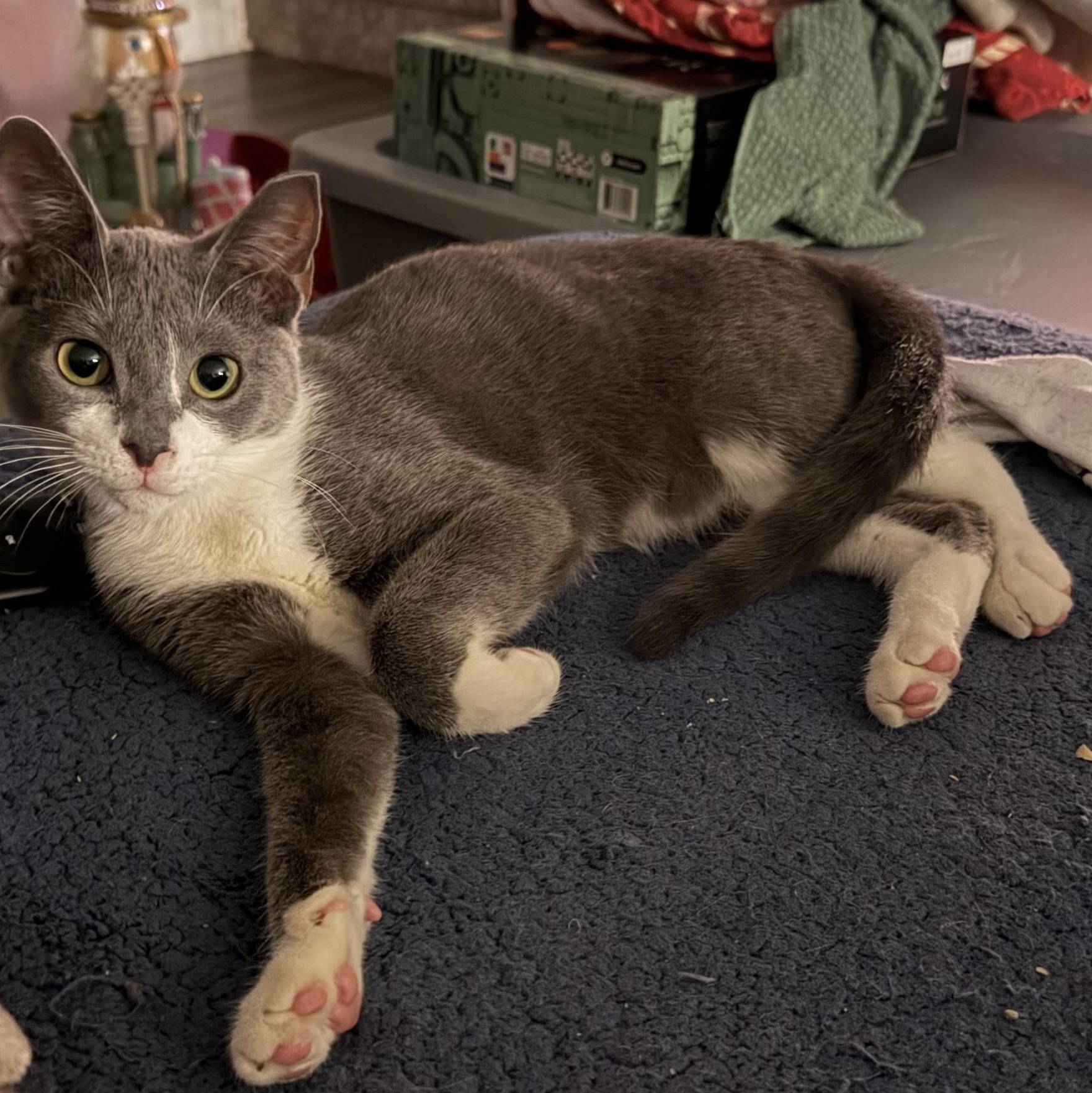 Enlarge Echo, a ADOPTABLE Domestic Short Hair in Beaufort, SC image 2/5