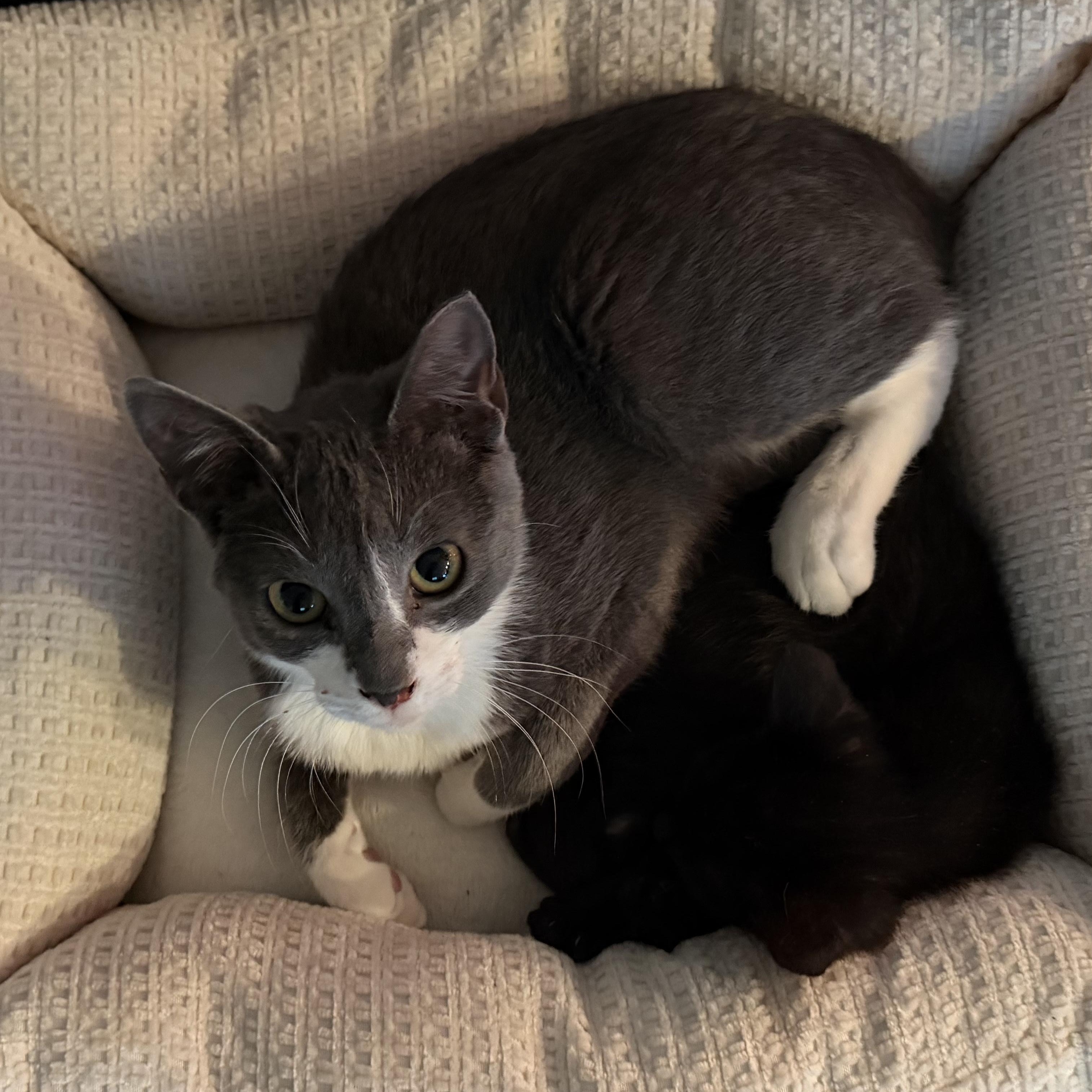 Enlarge Echo, a ADOPTABLE Domestic Short Hair in Beaufort, SC image 3/5