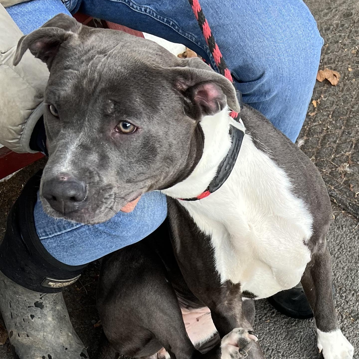 Blue, Adopted, Young Female Hound.