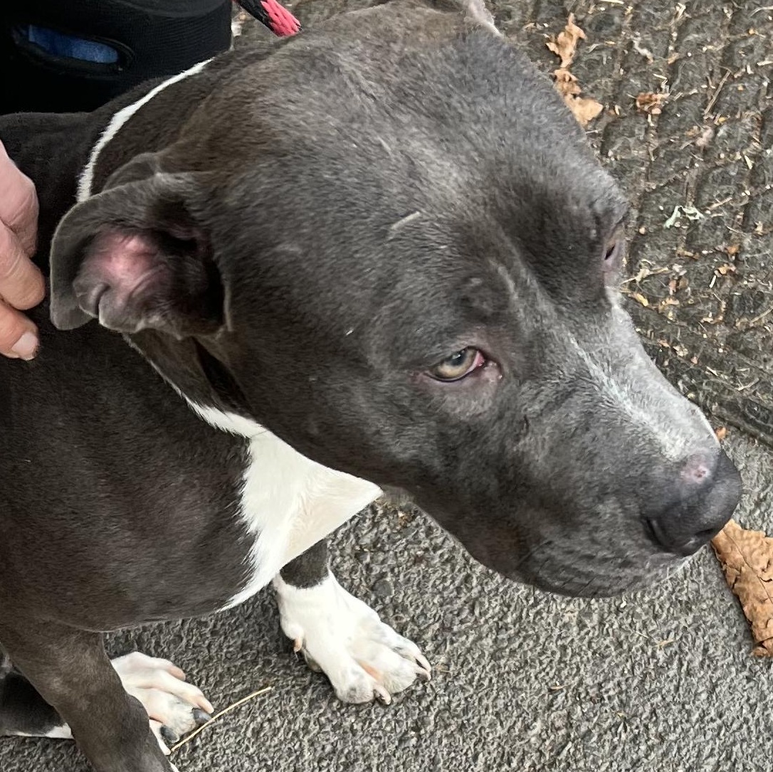 Enlarge Blue, a Adopted mixed breed in New Windsor, NY image 2/3