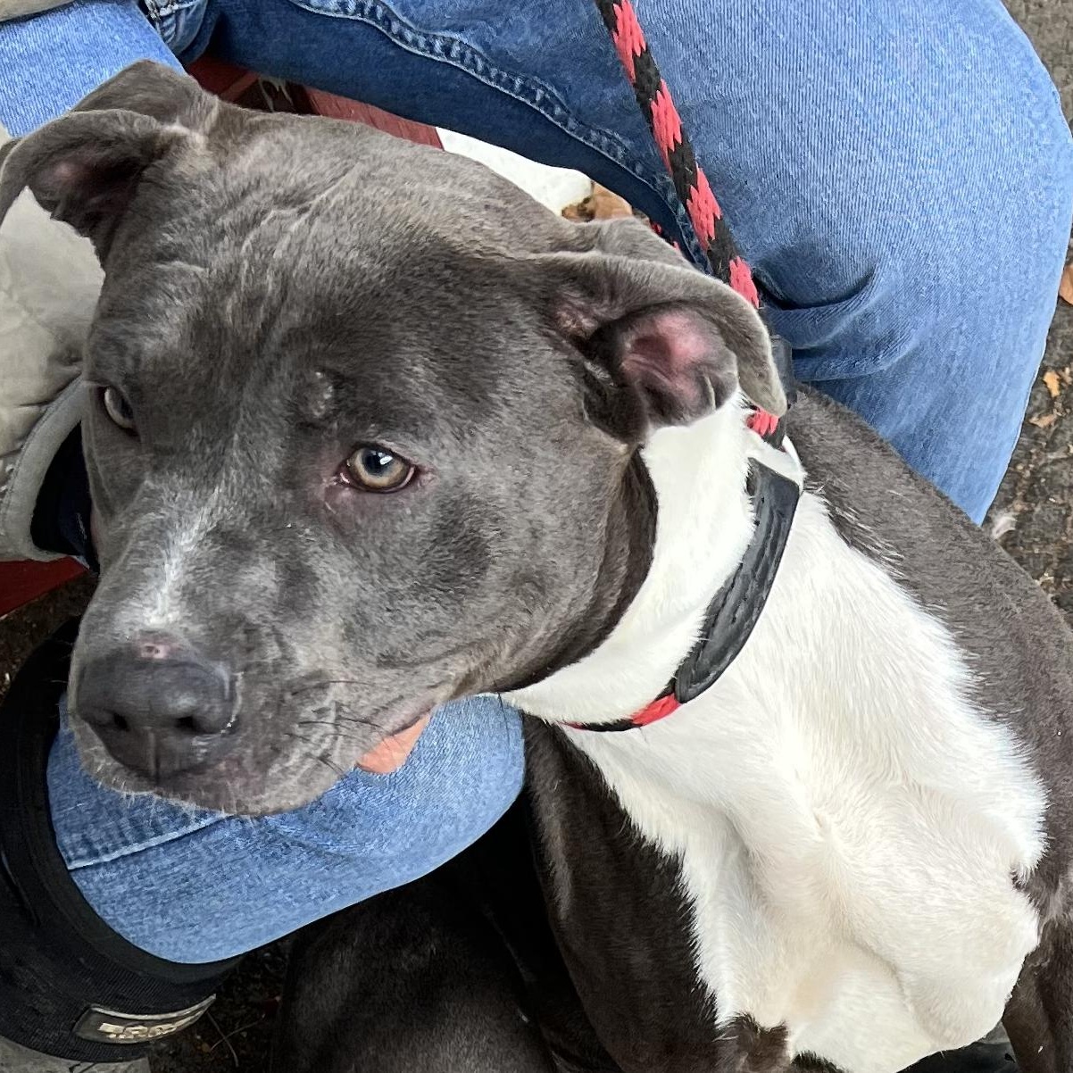 Enlarge Blue, a Adopted mixed breed in New Windsor, NY image 3/3