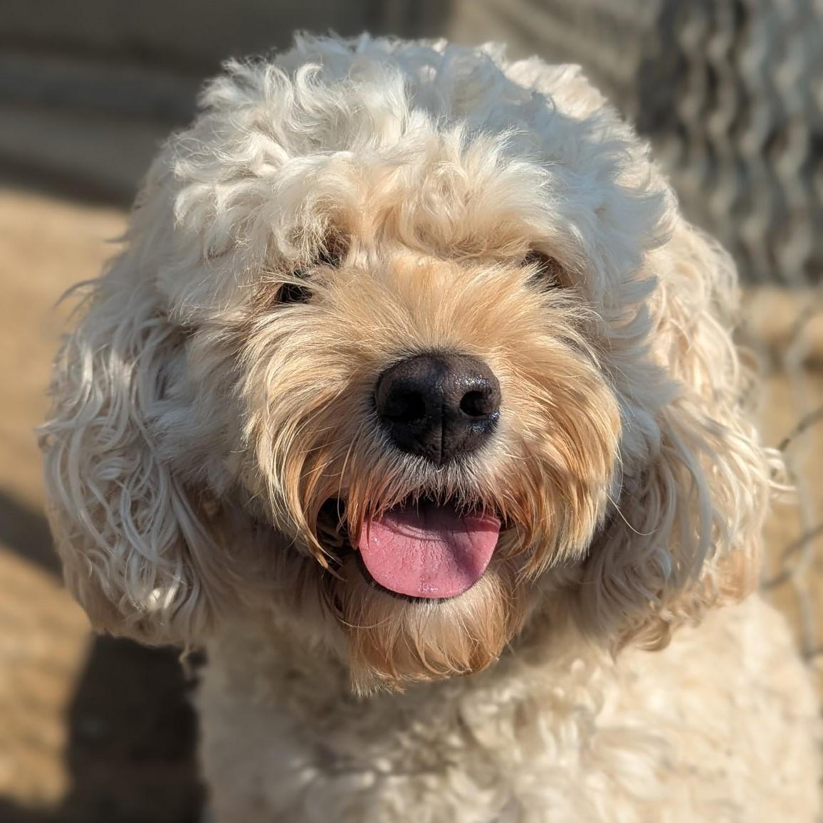 Marshmallow thumbnail 2