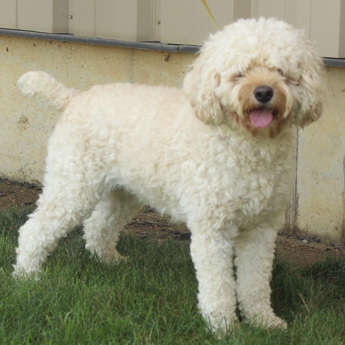 Marshmallow thumbnail 4