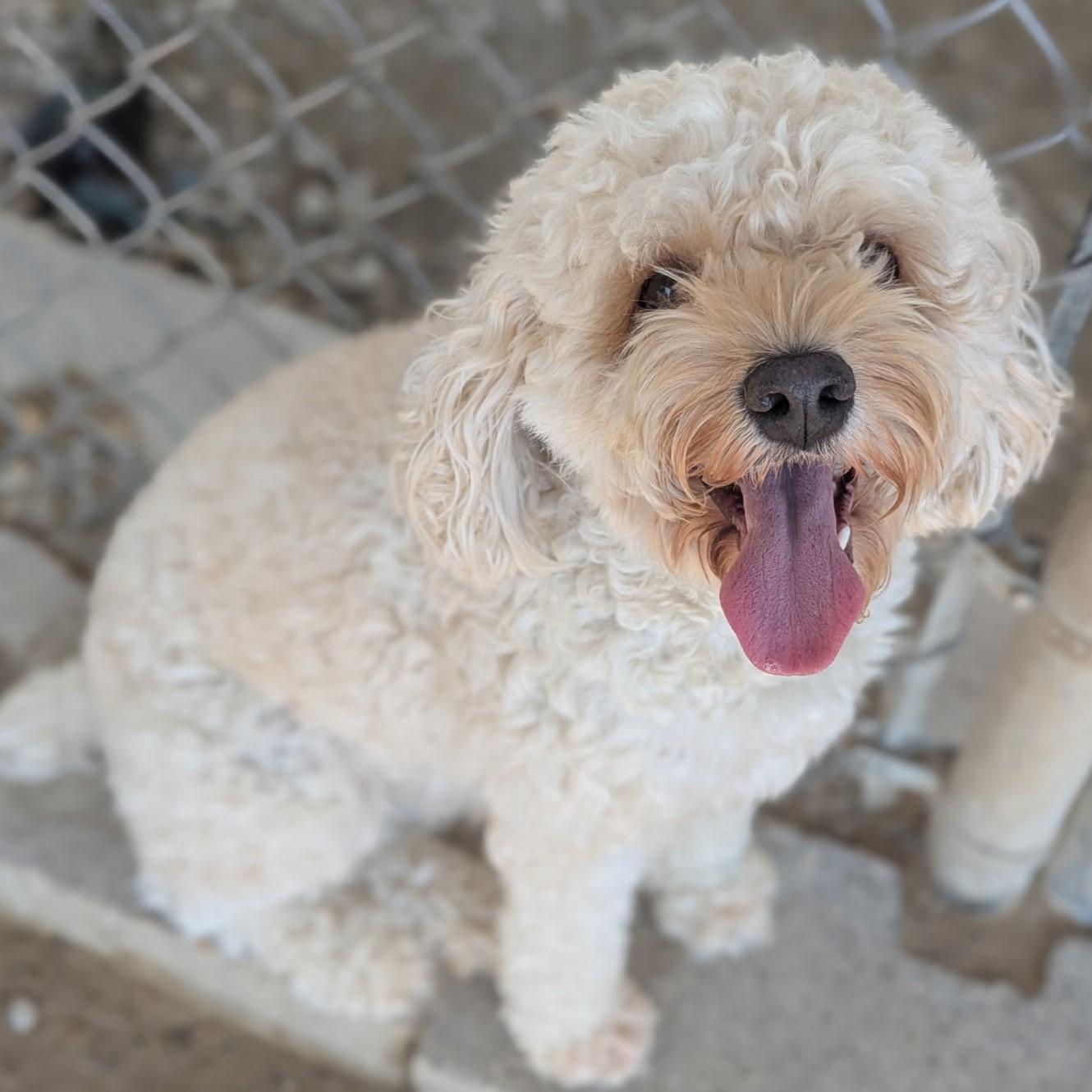 Marshmallow thumbnail 3