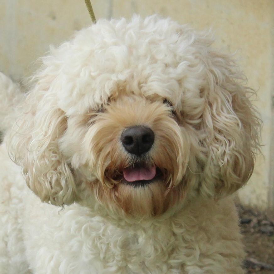 Marshmallow thumbnail 6